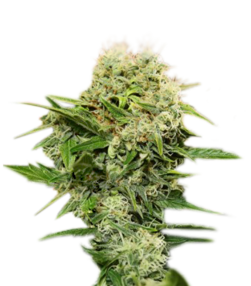 Chronic Ryder BX AutoFem, Фасовка: 5